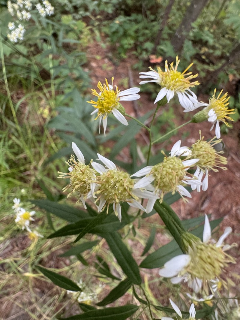 Doellingeria umbellata var. umbellata photo 7