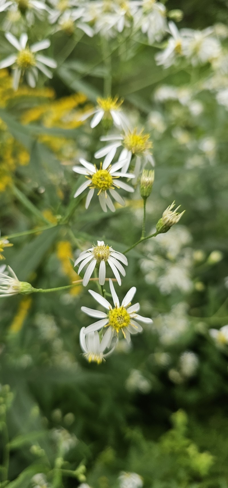 Doellingeria umbellata var. umbellata photo 8