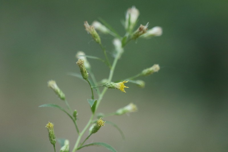 Wayside Aster