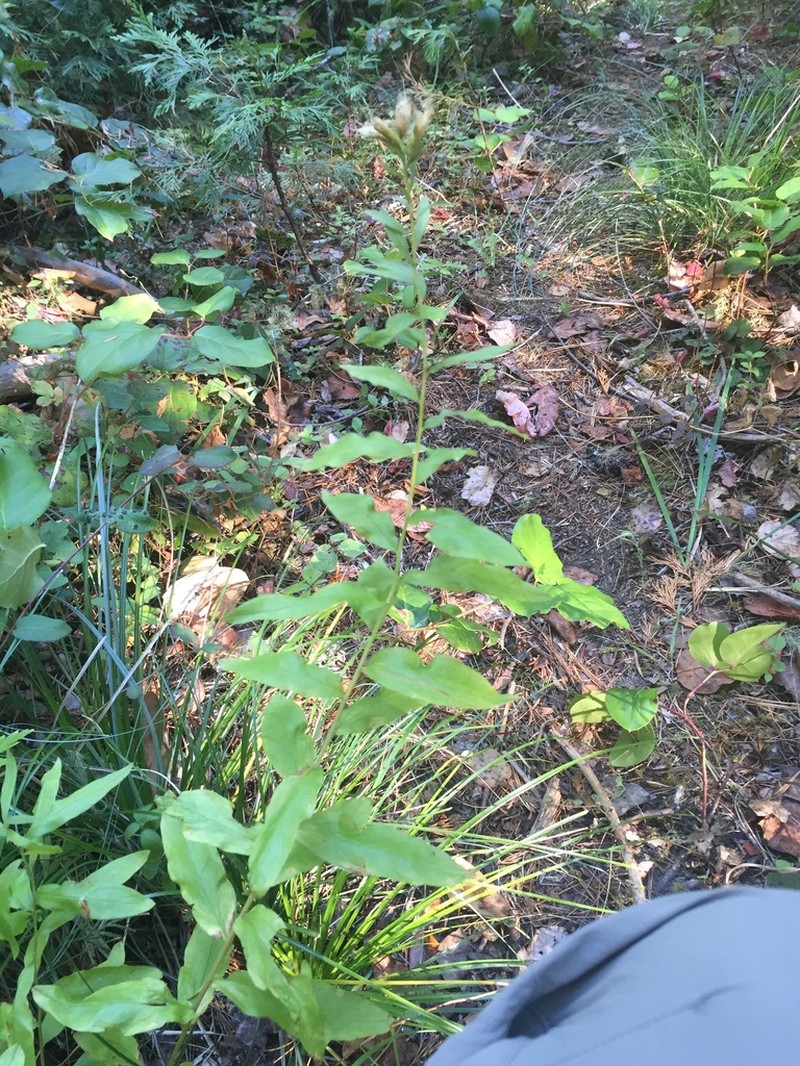 Wayside Aster photo 2