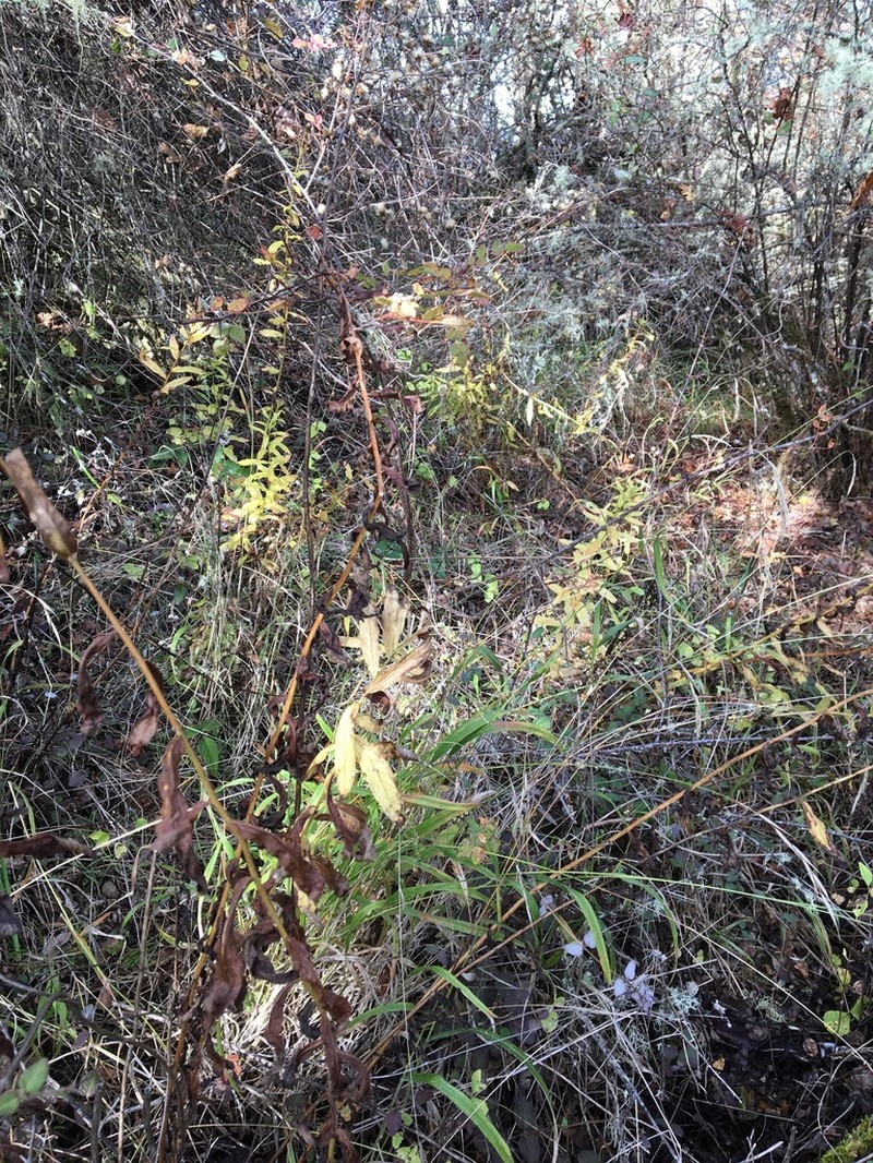 Wayside Aster photo 3