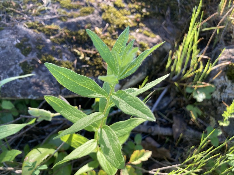 Wayside Aster photo 4