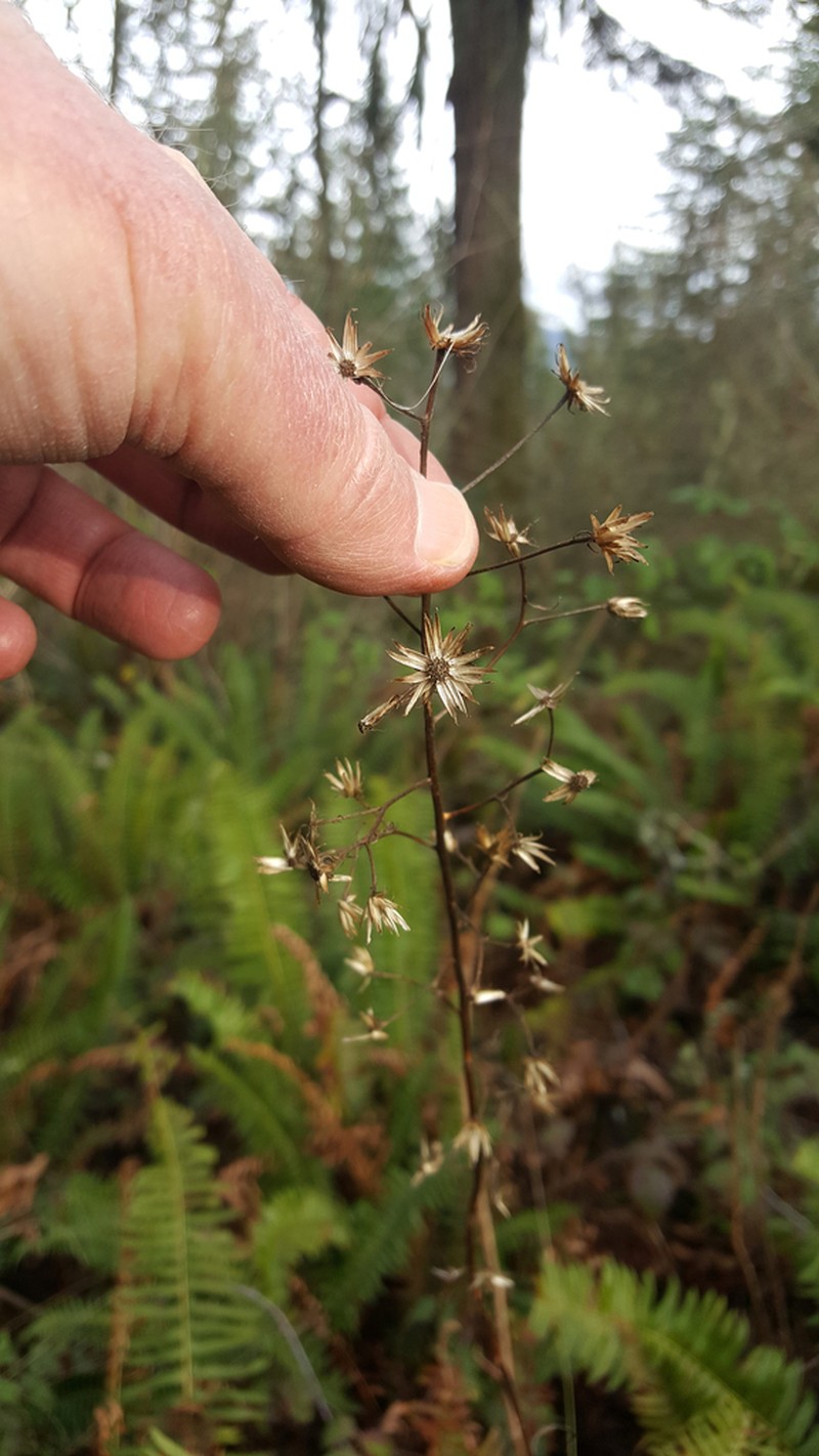 Wayside Aster photo 5