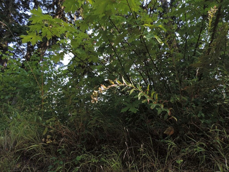 Wayside Aster photo 7