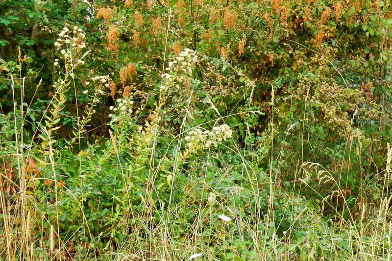 Wayside Aster photo 8