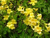 Catclawvine