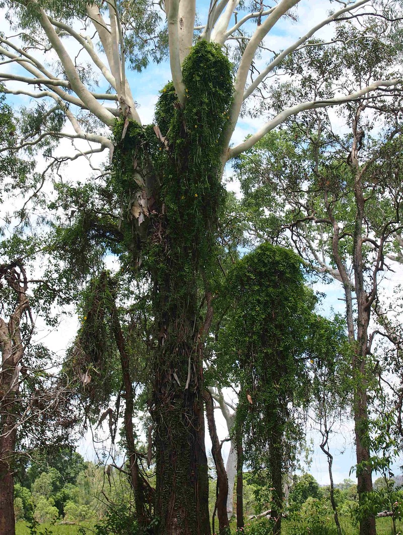 Catclawvine photo 3