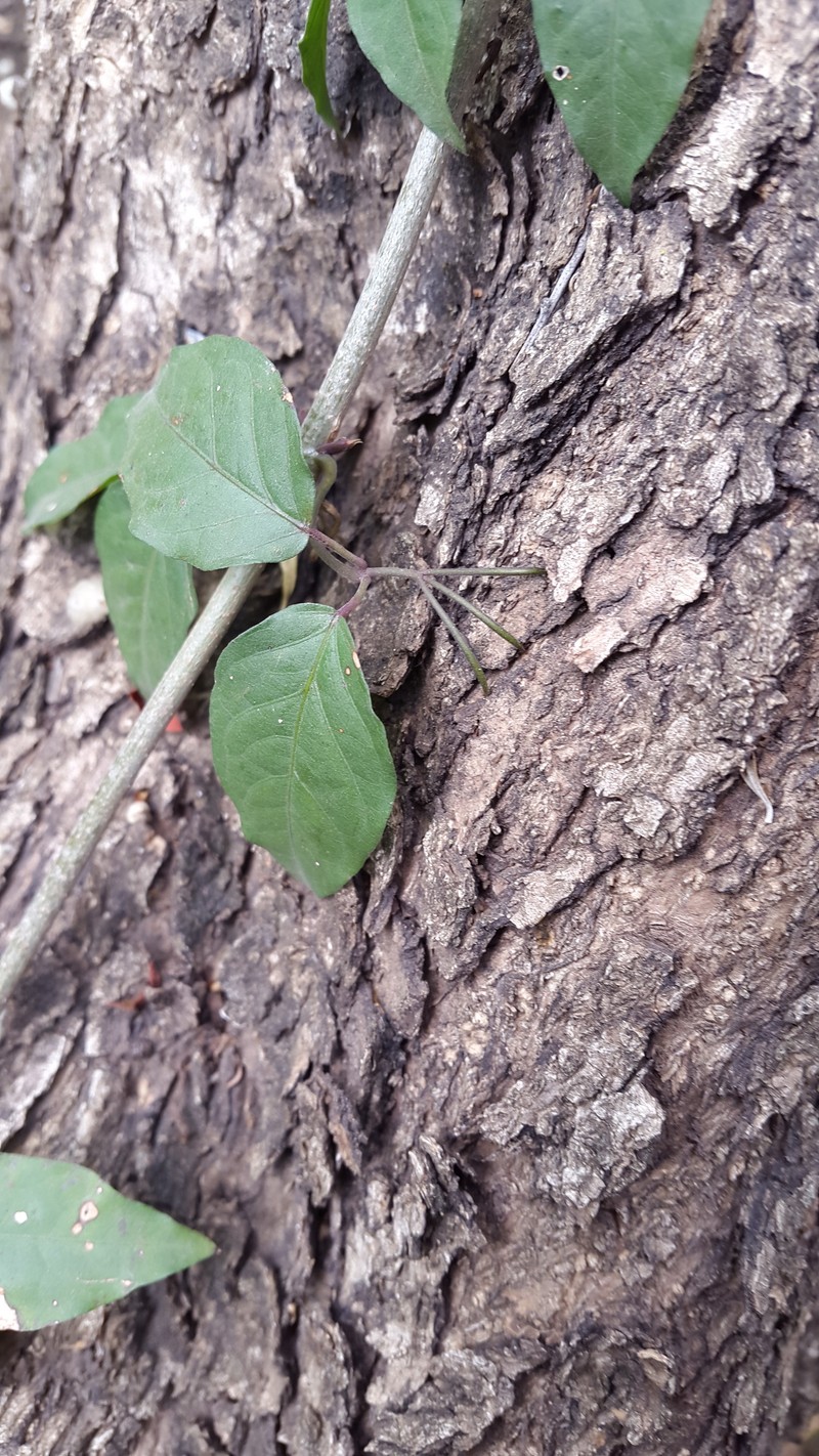 Catclawvine photo 4