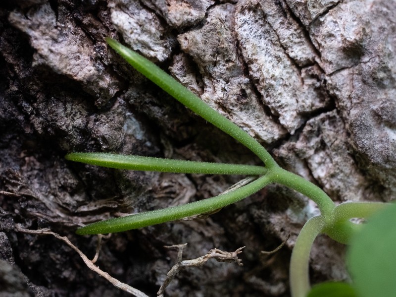 Catclawvine photo 5