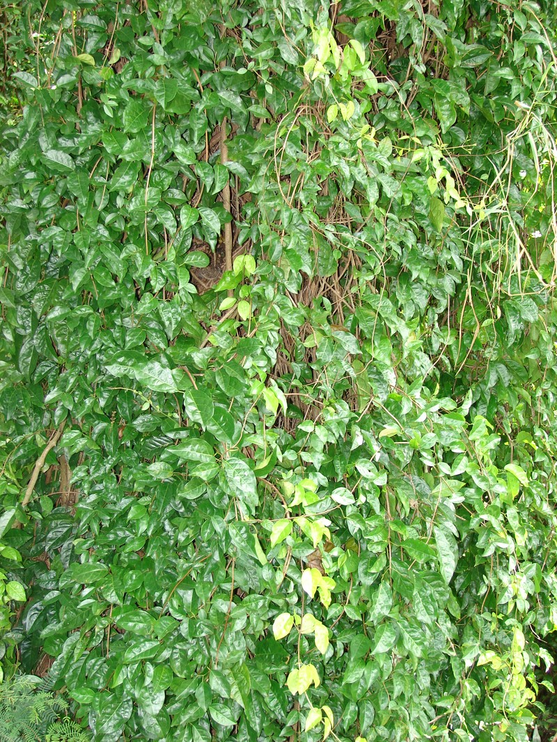 Catclawvine photo 6