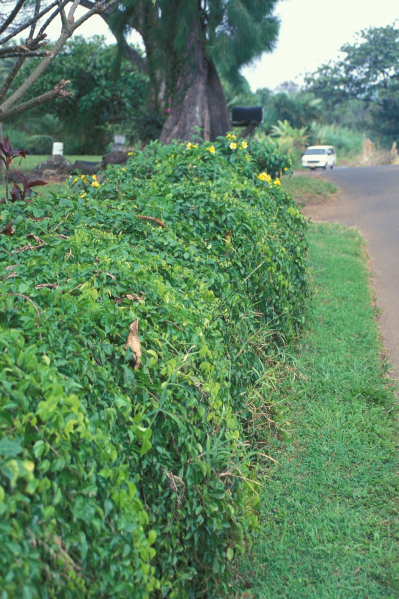 Catclawvine photo 7