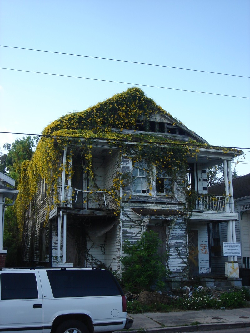 Catclawvine photo 8