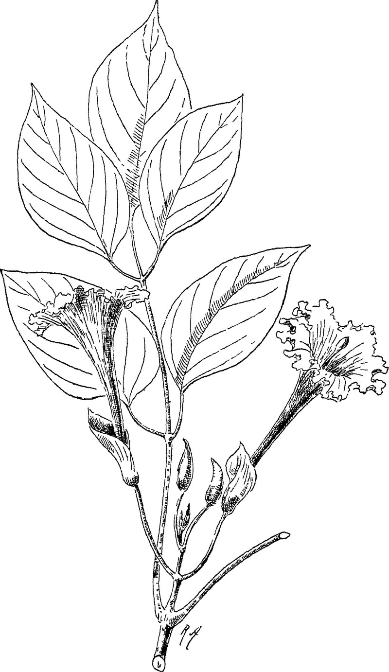 Dolichandrone spathacea