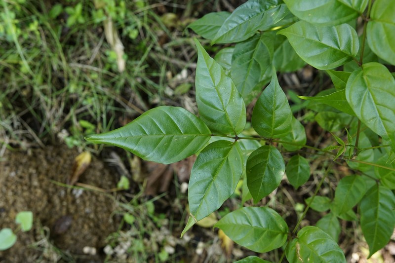 Dolichandrone spathacea photo 6