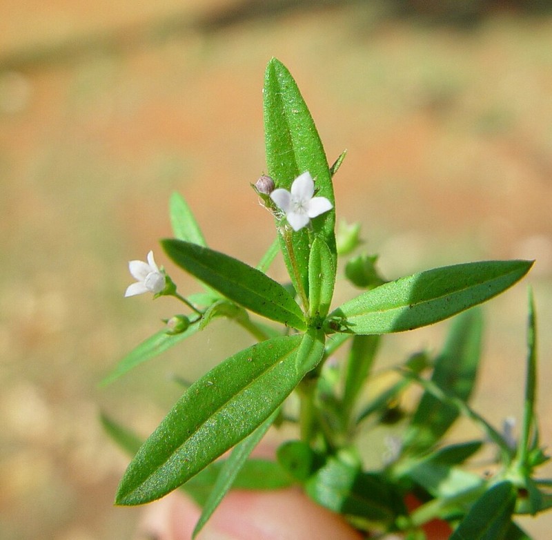 Dolichocarpa argillacea