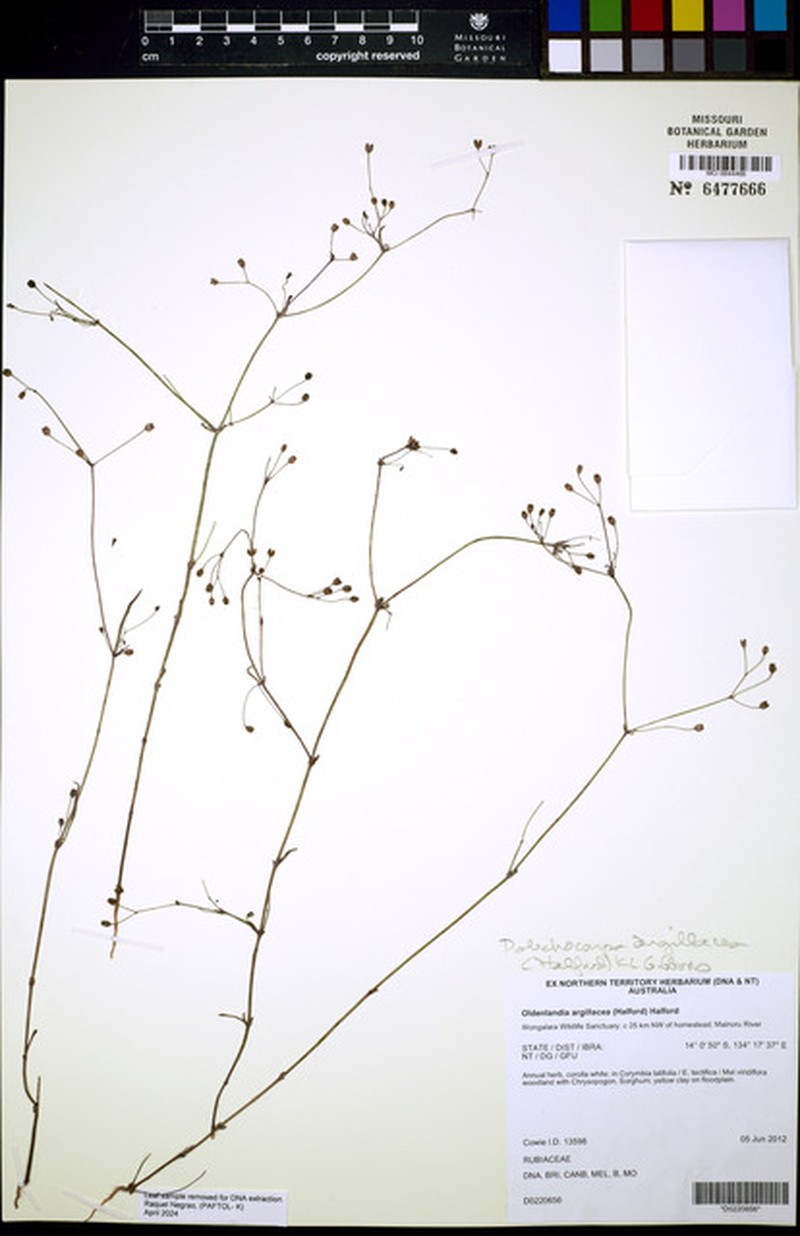 Dolichocarpa argillacea photo 3