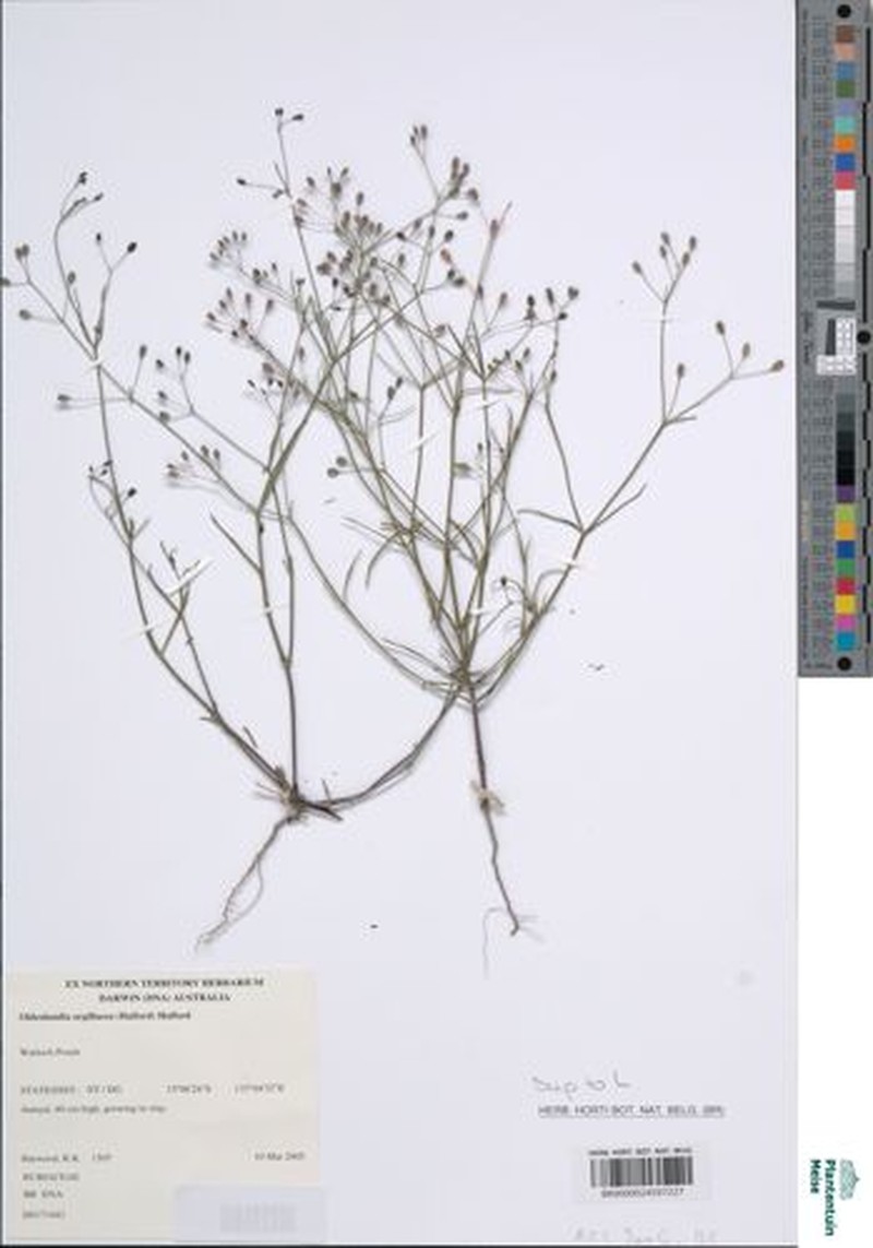 Dolichocarpa argillacea photo 4