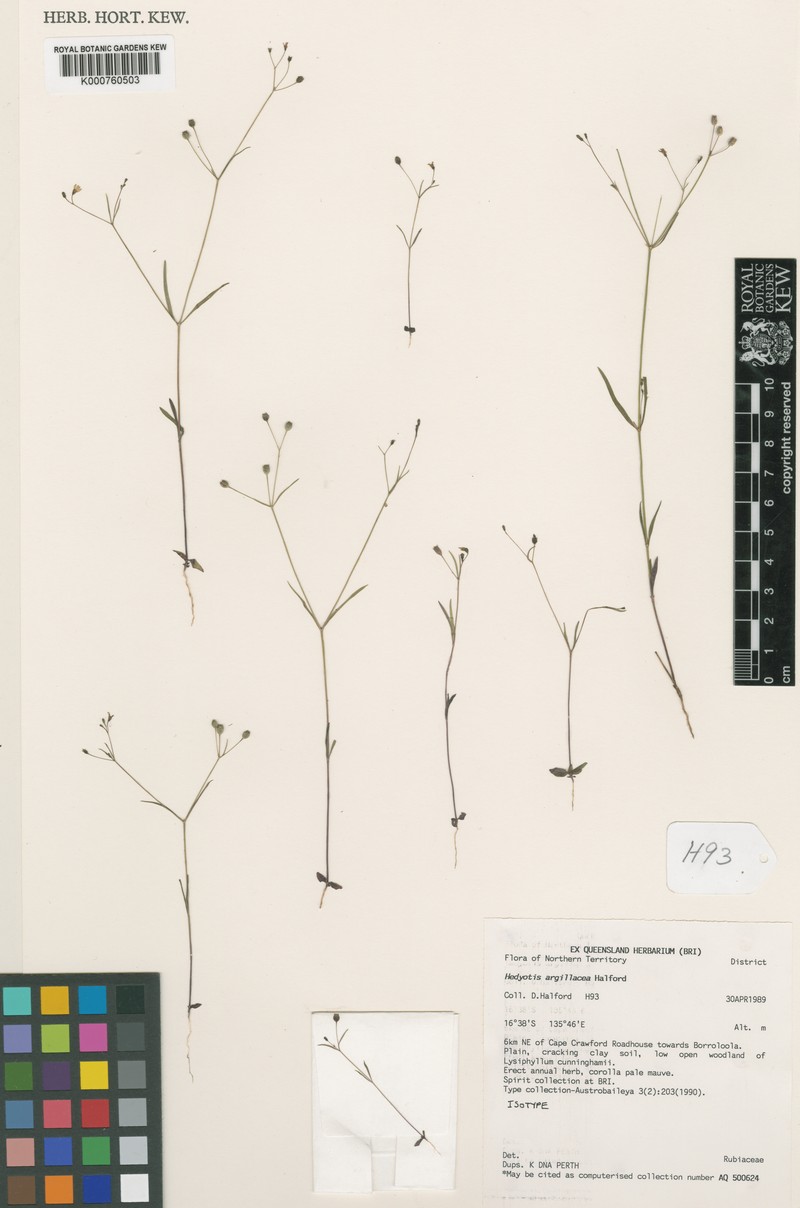 Dolichocarpa argillacea photo 5