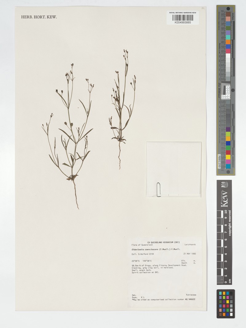 Dolichocarpa coerulescens