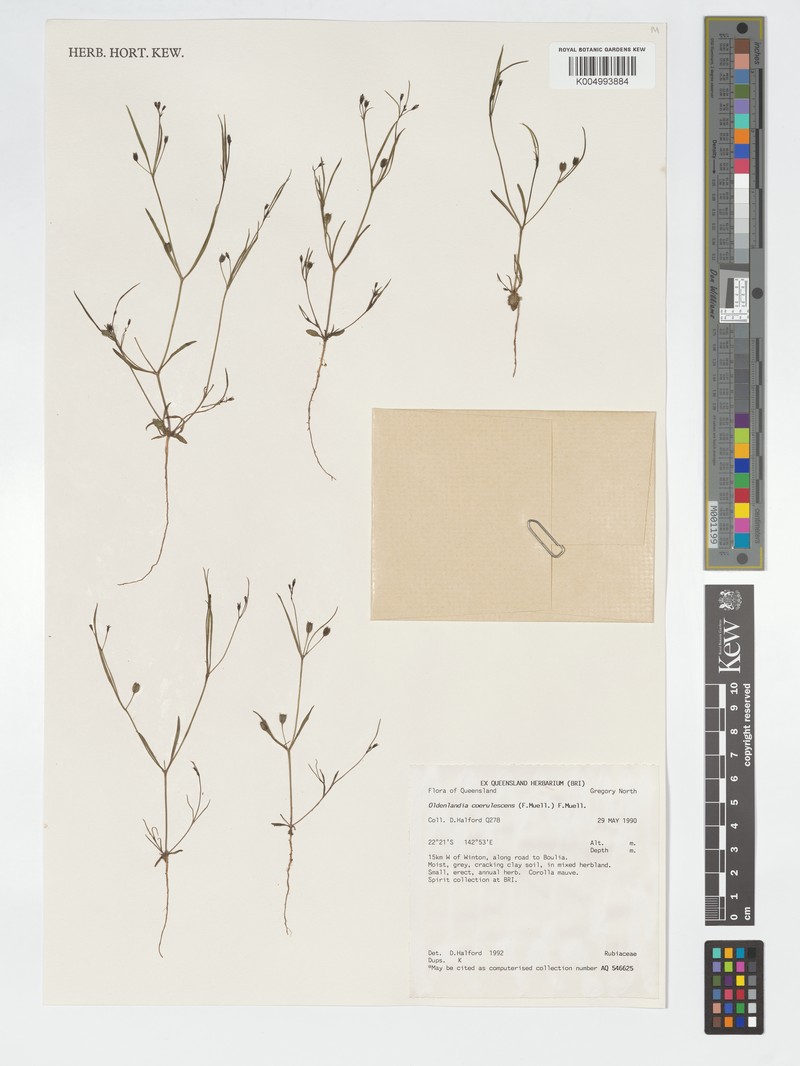 Dolichocarpa coerulescens photo 2