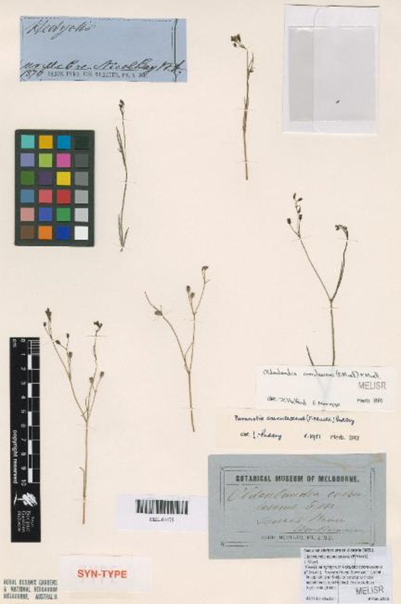 Dolichocarpa coerulescens photo 3