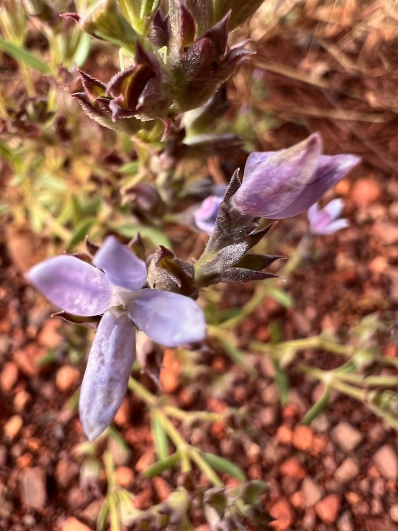 Dolichocarpa crouchiana
