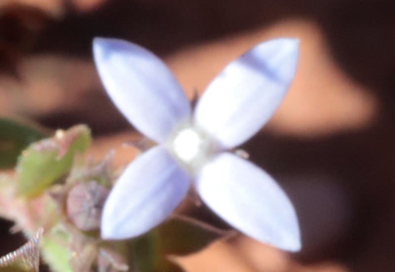 Dolichocarpa crouchiana photo 4