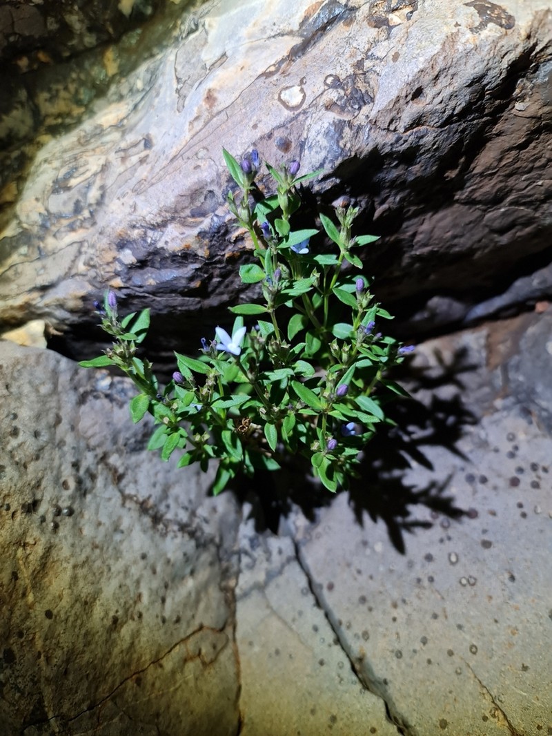 Dolichocarpa crouchiana photo 7