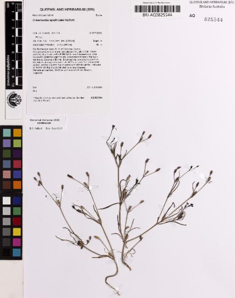 Dolichocarpa spathulata photo 3