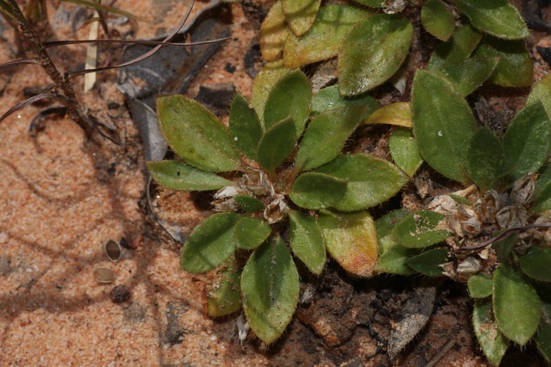 Dolichocarpa spermacocoides