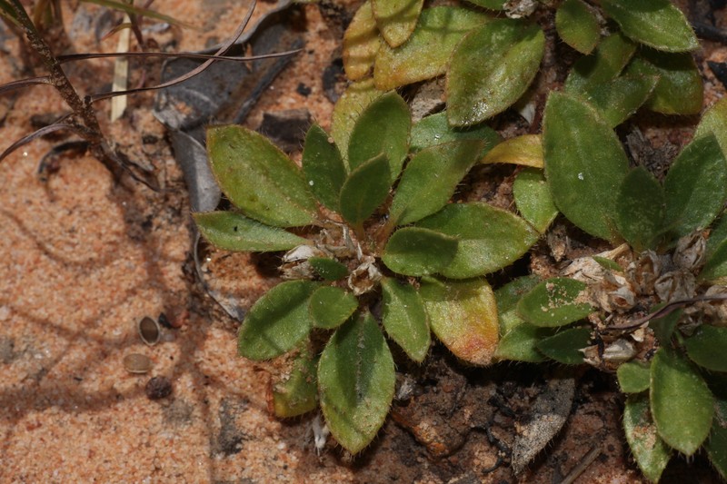 Dolichocarpa spermacocoides photo 2