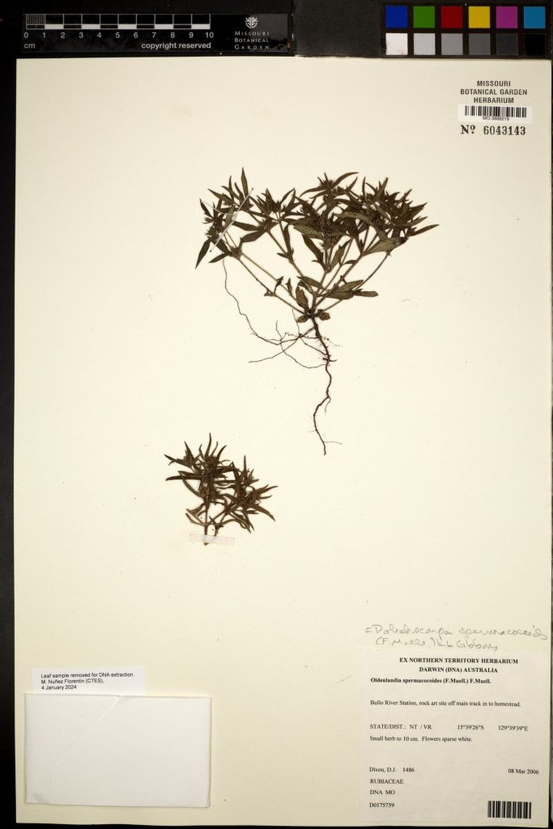 Dolichocarpa spermacocoides photo 3