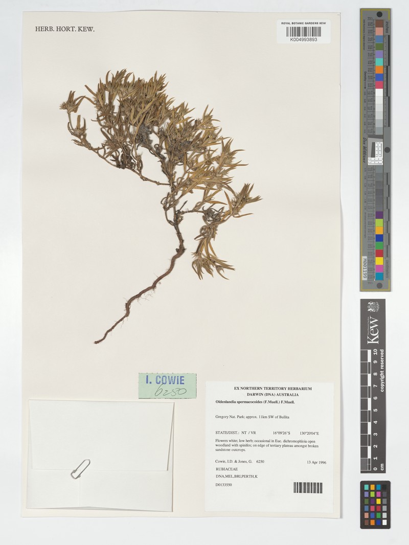 Dolichocarpa spermacocoides photo 4