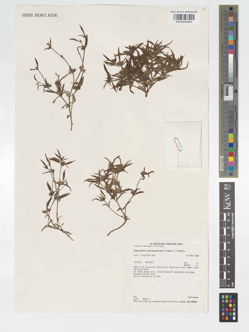 Dolichocarpa spermacocoides photo 5