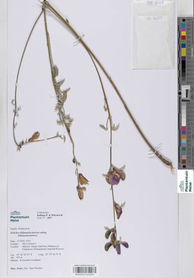 Dolichos kilimandscharicus subsp. kilimandscharicus