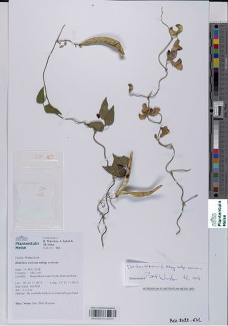Dolichos sericeus subsp. sericeus