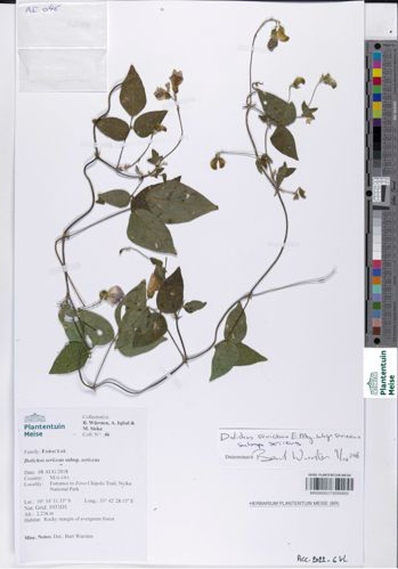 Dolichos sericeus subsp. sericeus photo 2