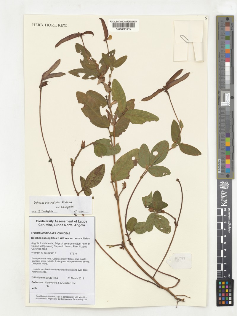 Dolichos subcapitatus var. subcapitatus
