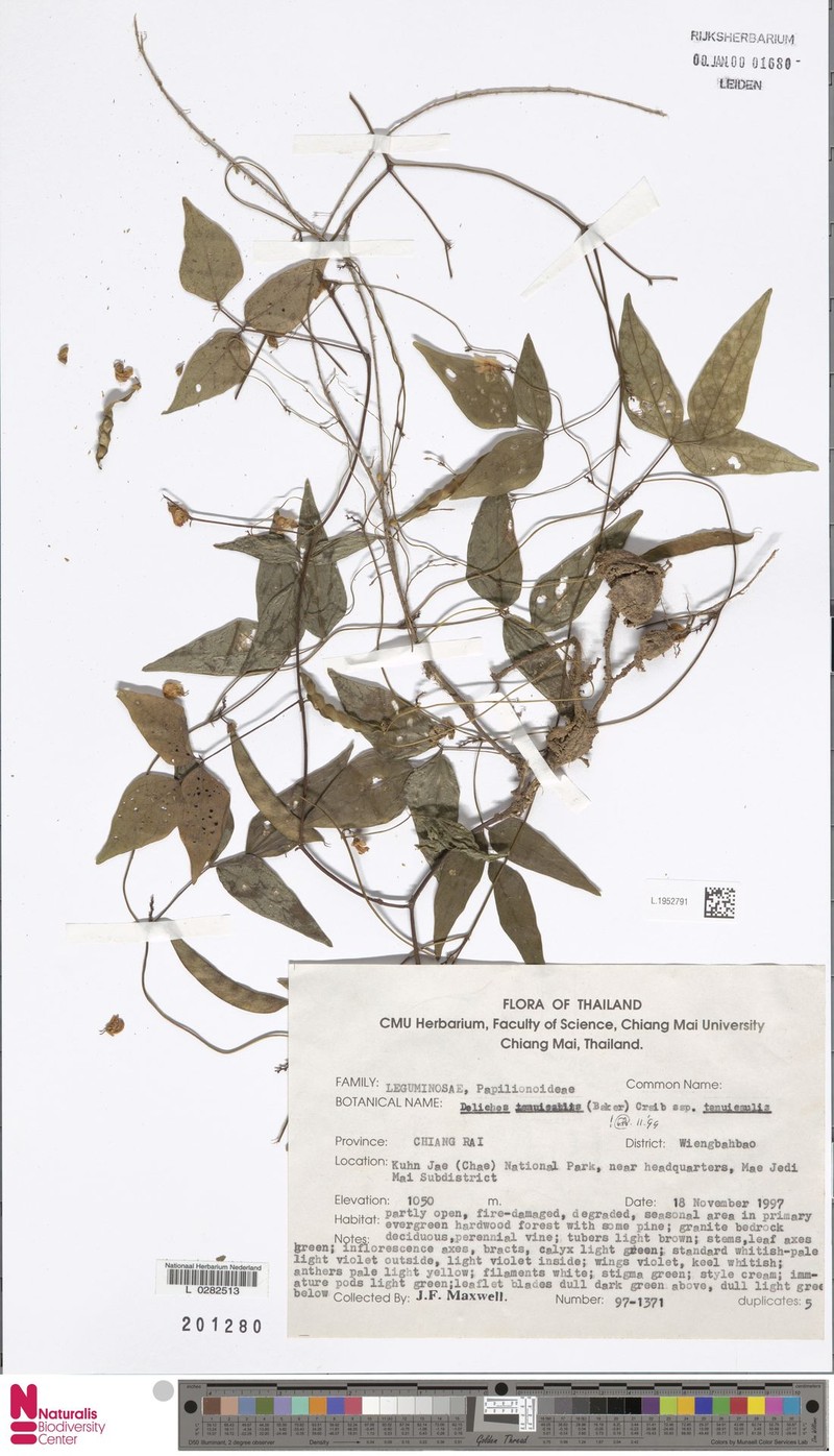 Dolichos tenuicaulis subsp. tenuicaulis