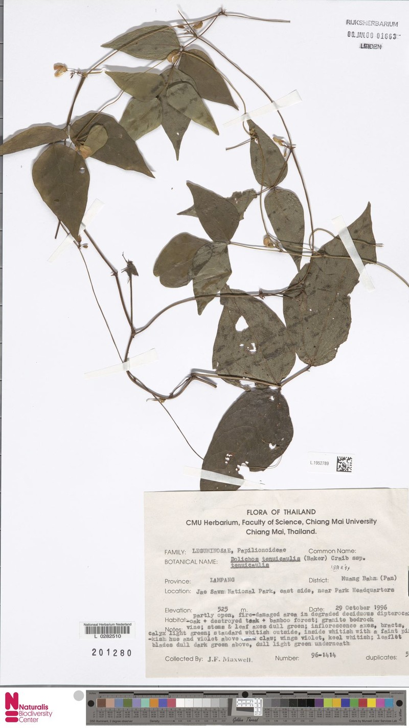 Dolichos tenuicaulis subsp. tenuicaulis photo 2