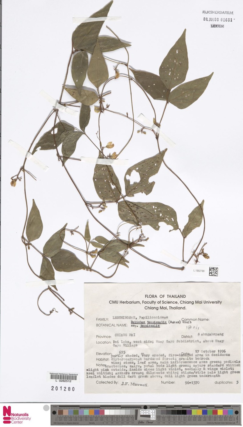 Dolichos tenuicaulis subsp. tenuicaulis photo 3