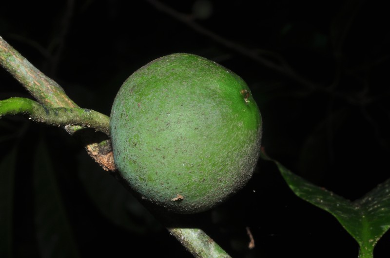 Doliocarpus dentatus subsp. dentatus photo 2