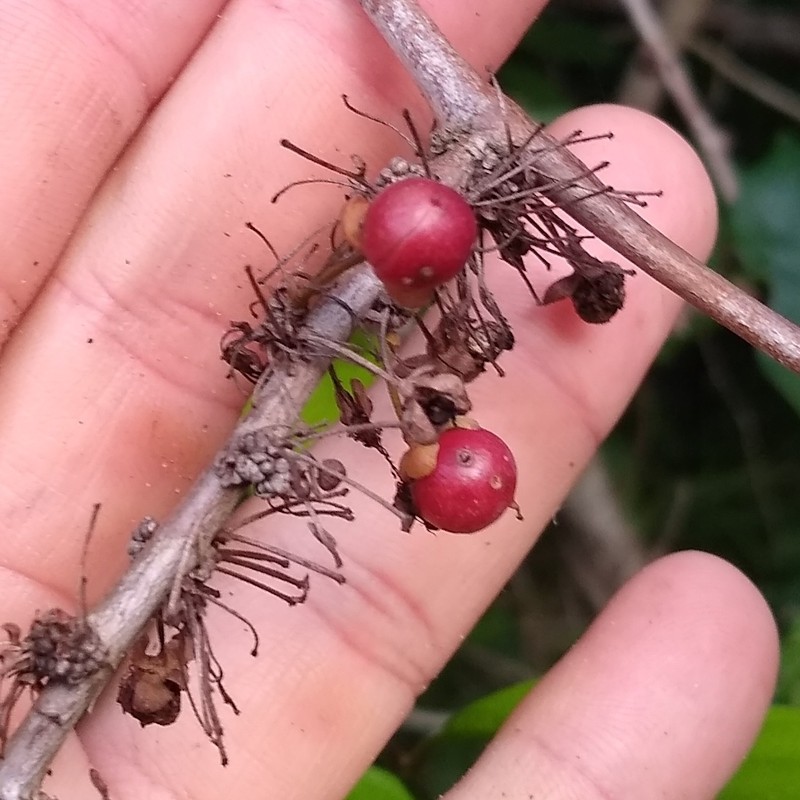 Doliocarpus dentatus subsp. dentatus photo 4