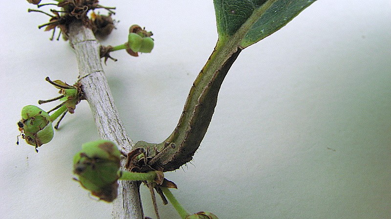 Doliocarpus dentatus subsp. dentatus