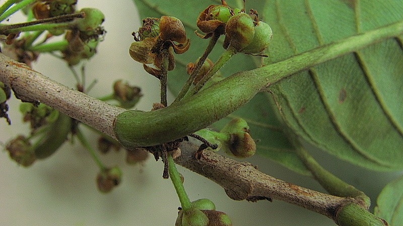 Doliocarpus dentatus subsp. dentatus photo 6