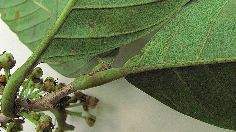 Doliocarpus dentatus subsp. dentatus photo 7