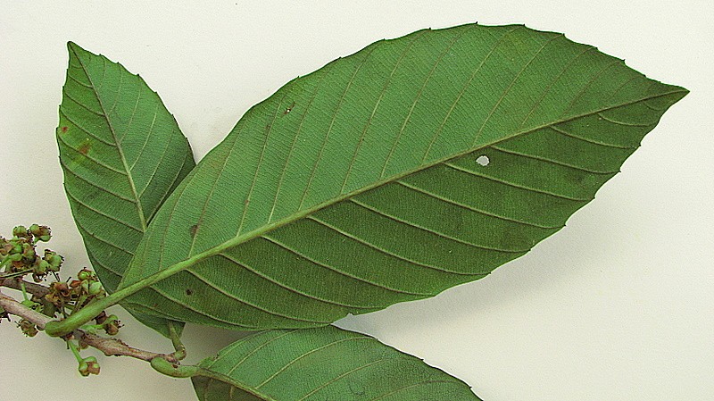 Doliocarpus dentatus subsp. dentatus photo 8