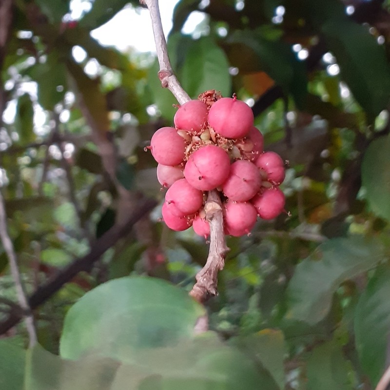 Doliocarpus hilarianus