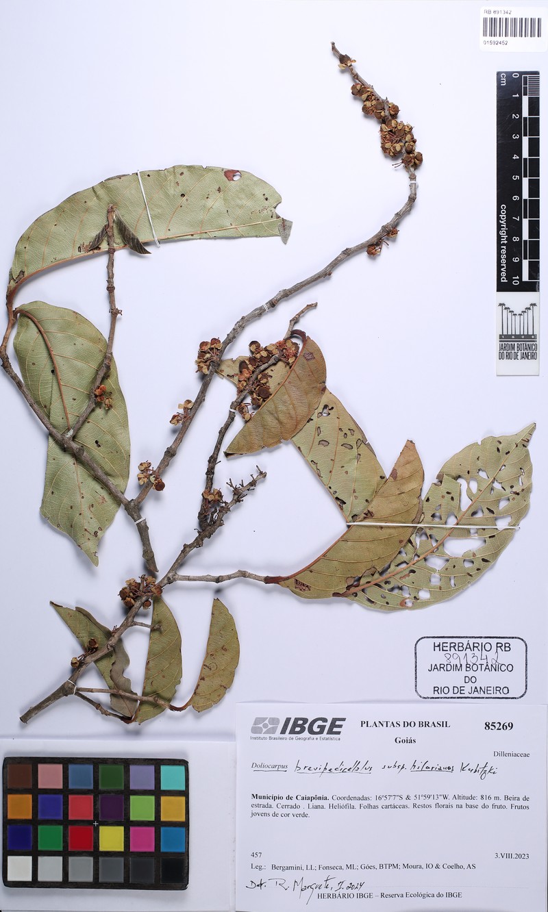 Doliocarpus hilarianus photo 3