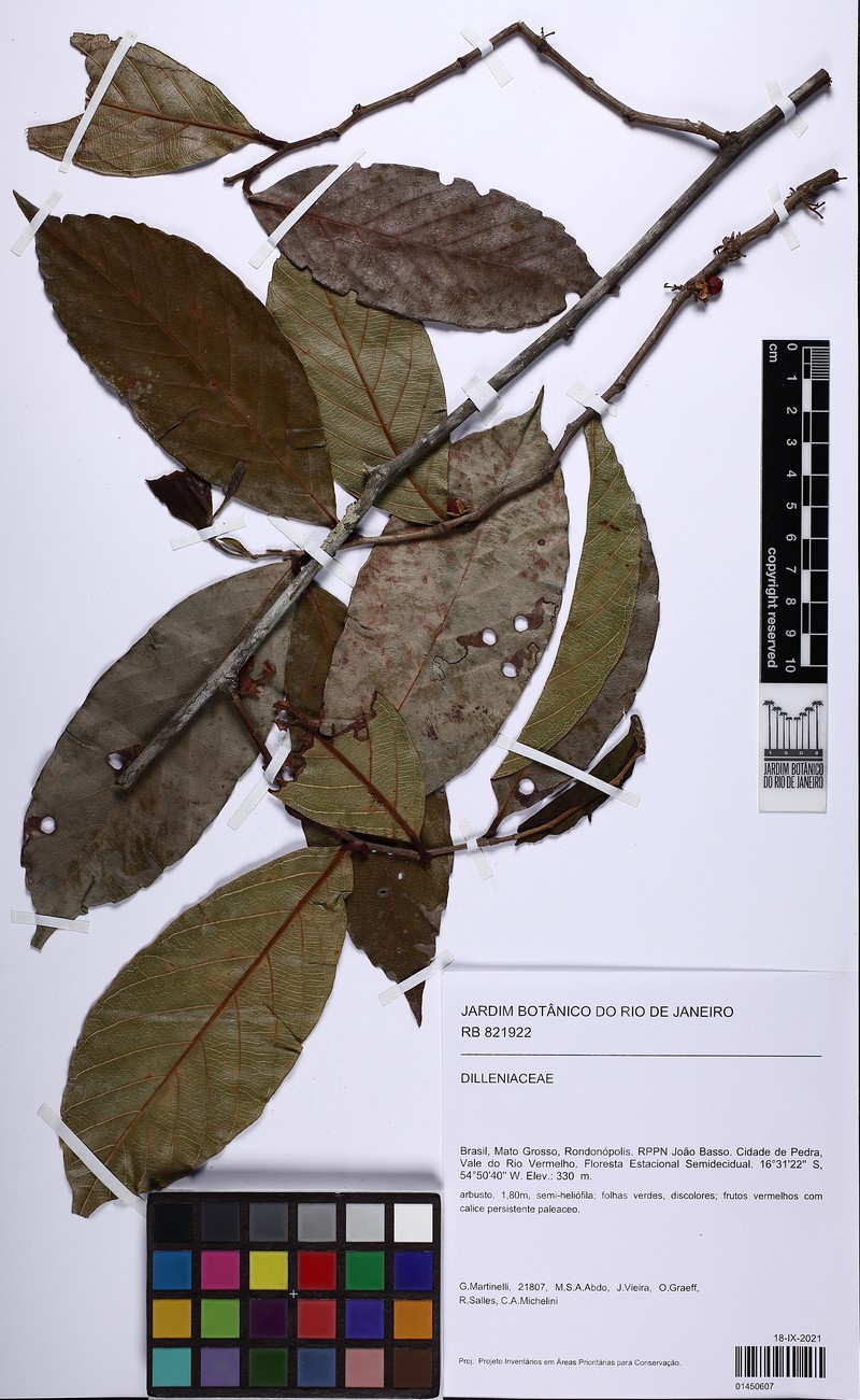 Doliocarpus hilarianus photo 4